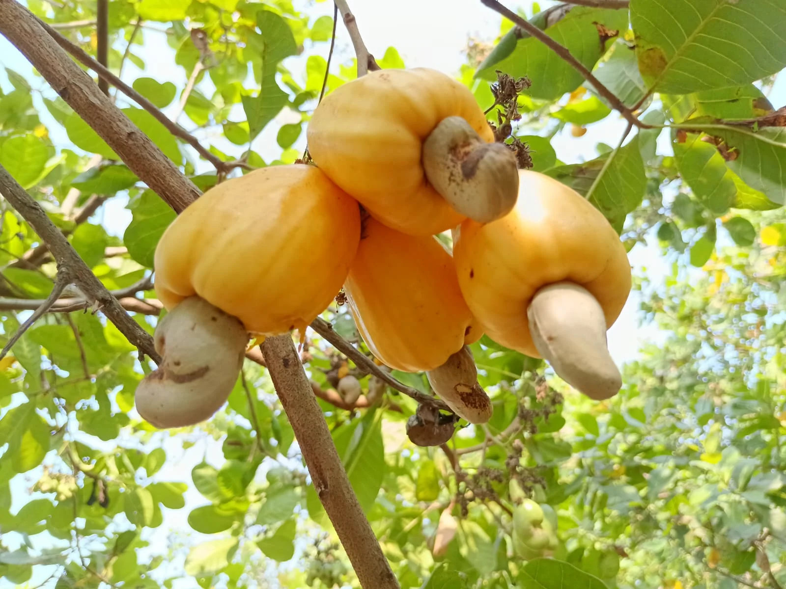 Cashew crop