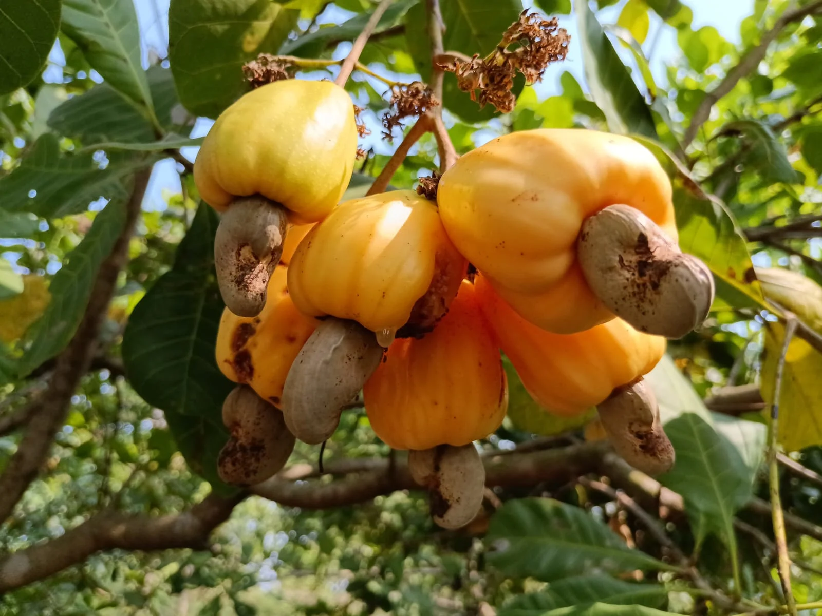 Cashew harvest