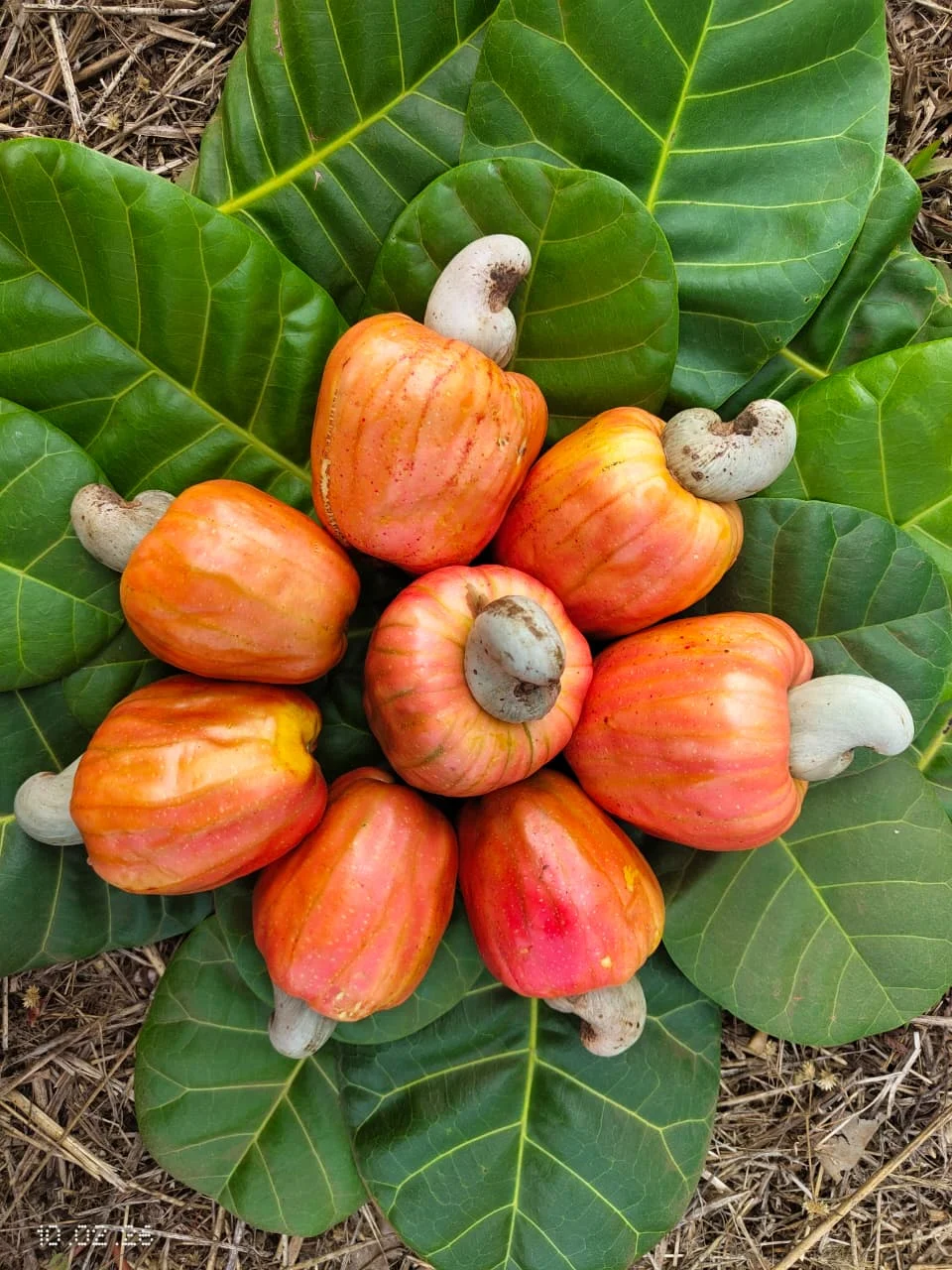 Cashew plantation